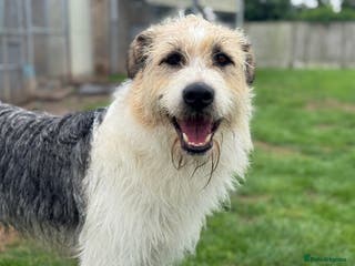 Mixed Breed dogs Harley 💙 ( & brother Hershey ) - Advert 16