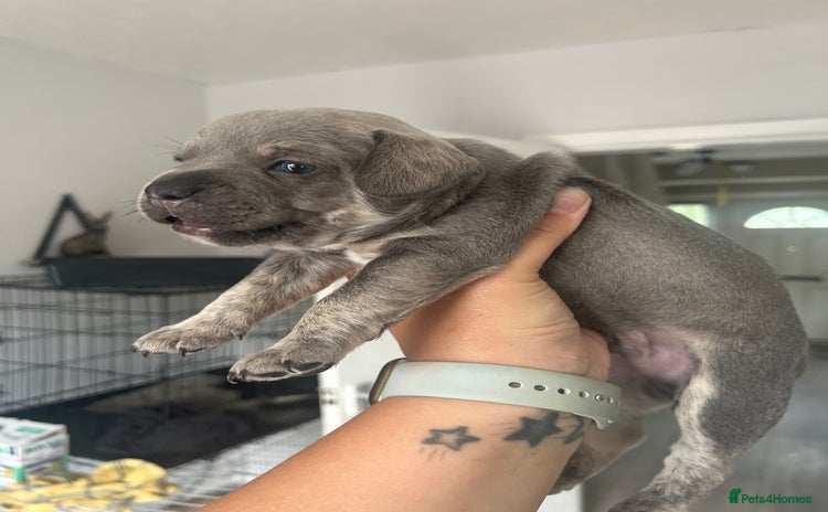 Mixed Breed dogs - Advert 4