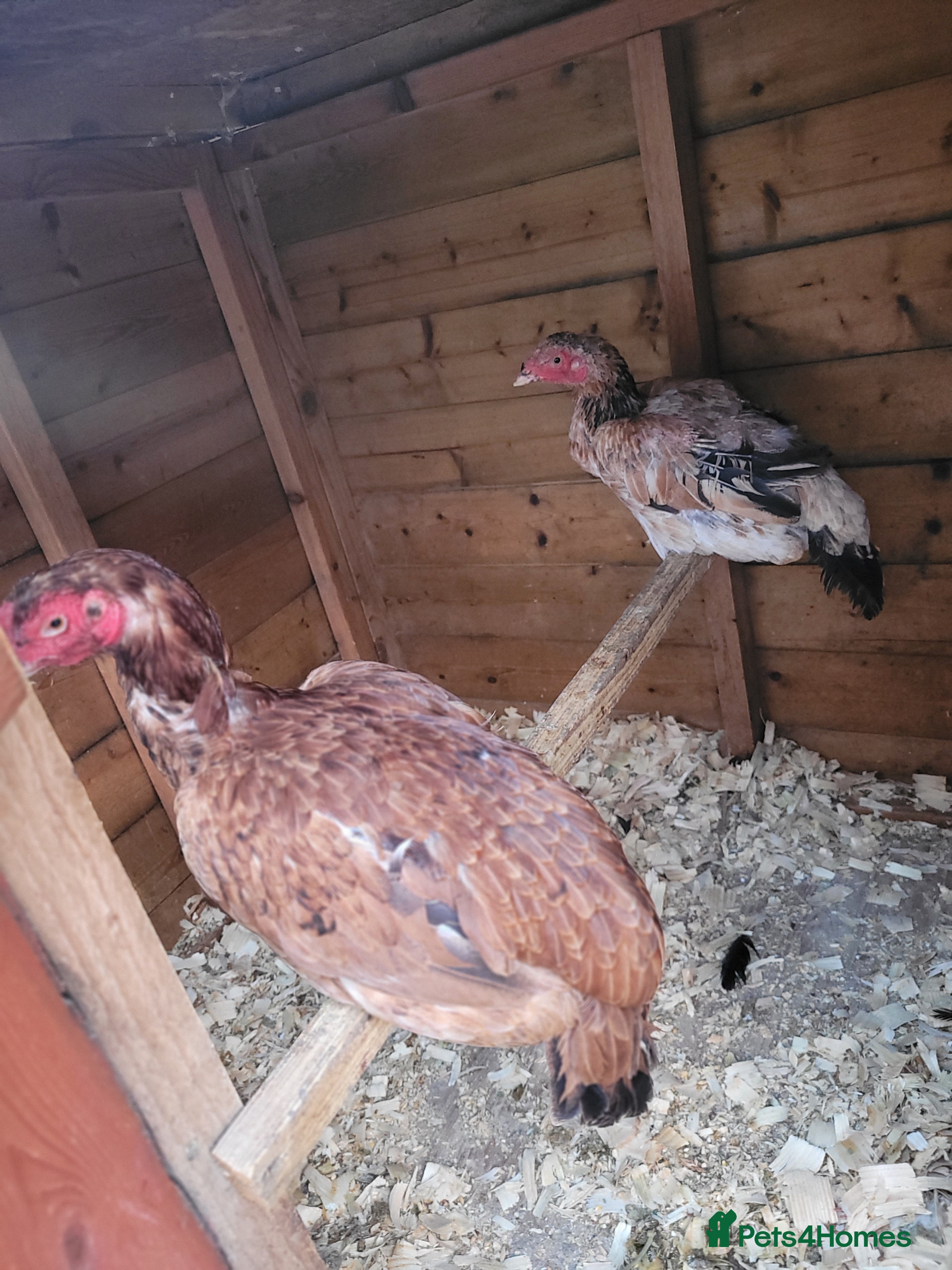 Chickens poultry Hens last price £50 each - Advert 13