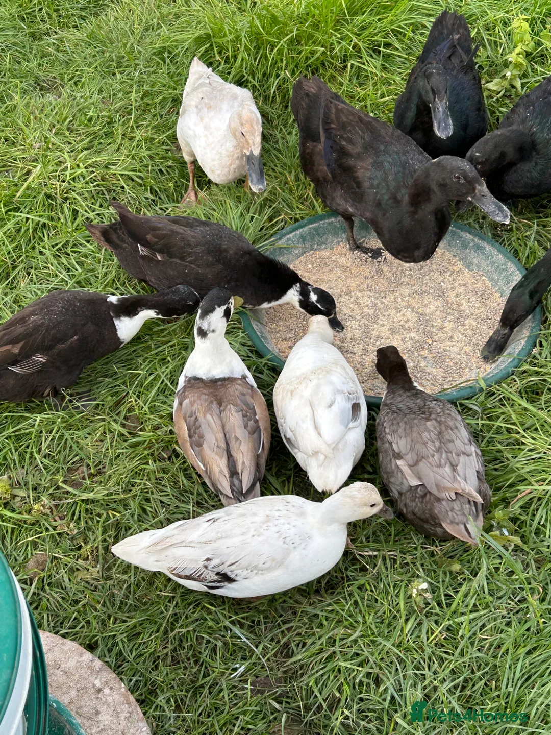 Ducks poultry for sale: Call duck females - Advert 4