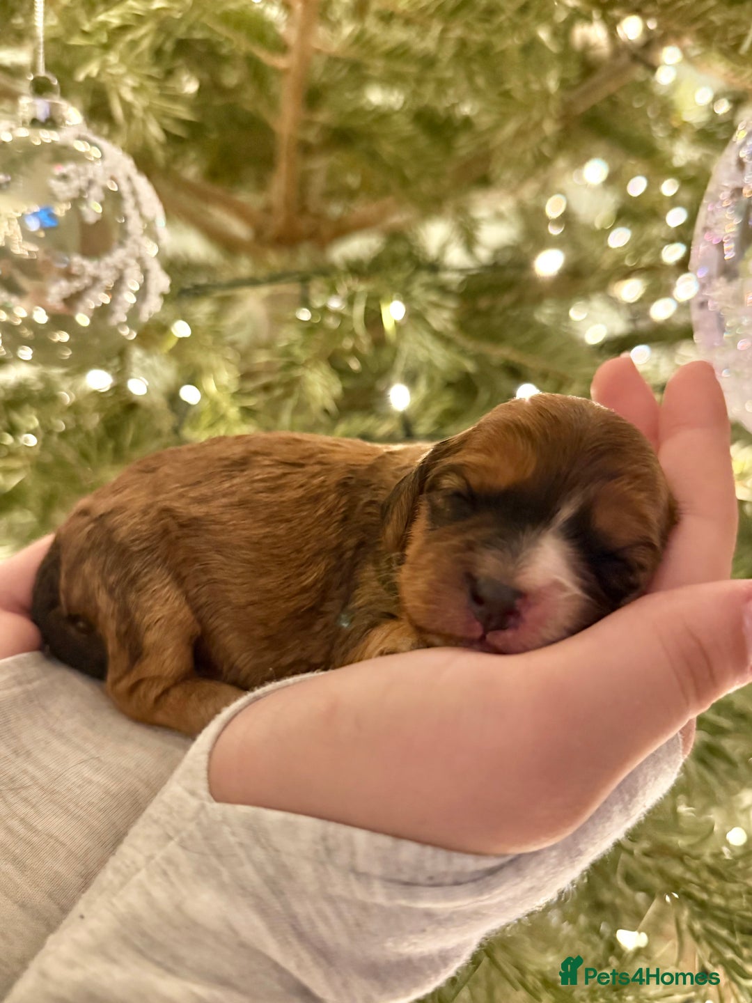 Cavapoo dogs for sale: Gorgeous Cavapoo Puppies  - Advert 3