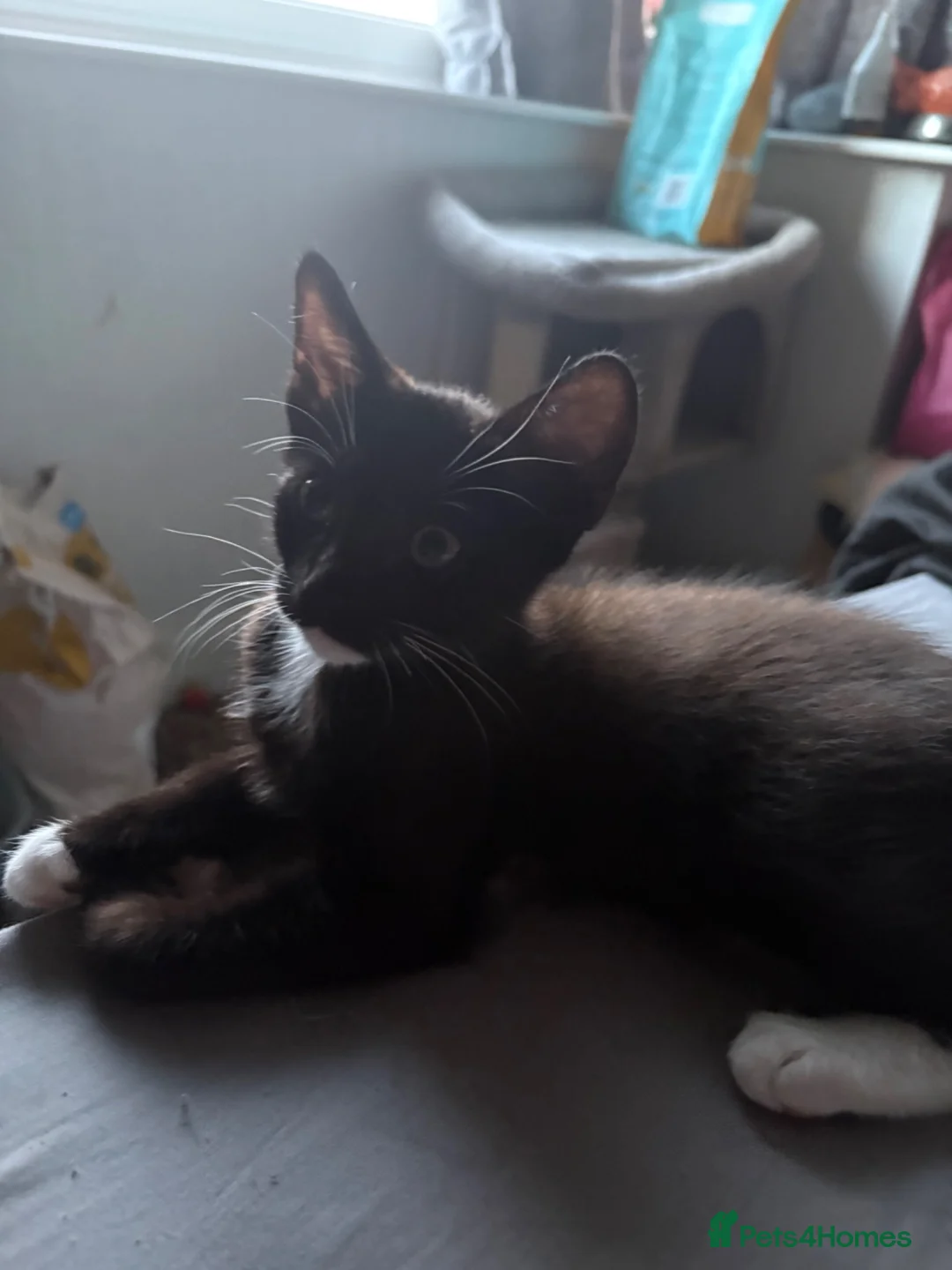 Norwegian Forest Cat cats for sale: 1 kitten left! 4 kittens Norwegian X Russian Blue - Advert 2