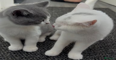 British Shorthair cats - Advert 7