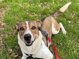 Mixed Breed dogs in Waltham Abbey - Advert 22