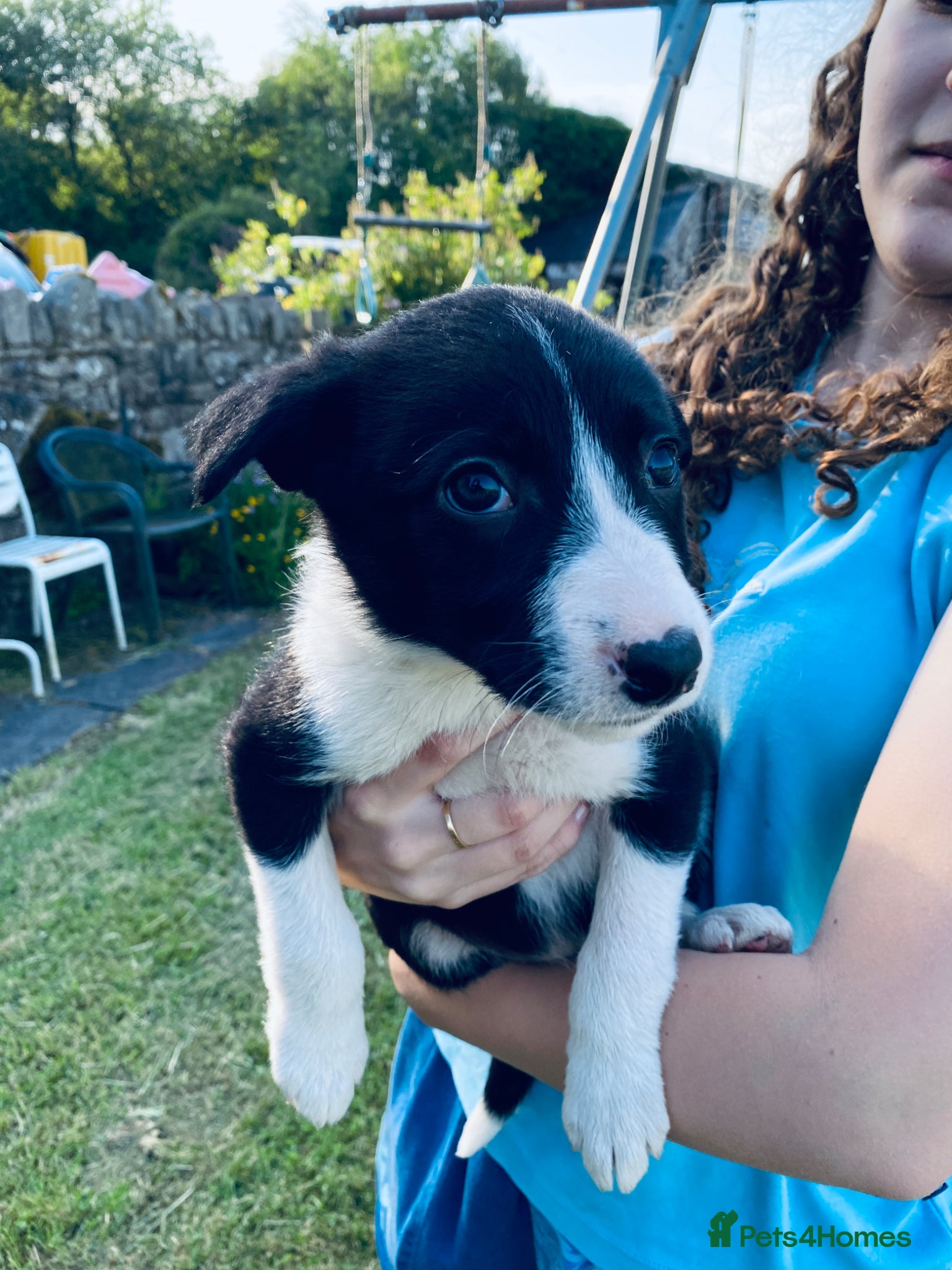 Border Collie dogs for sale: Super litter of border collies - Advert 5