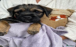 Border Terrier dogs for sale: Border Terrier Puppies for Sale - Image 6