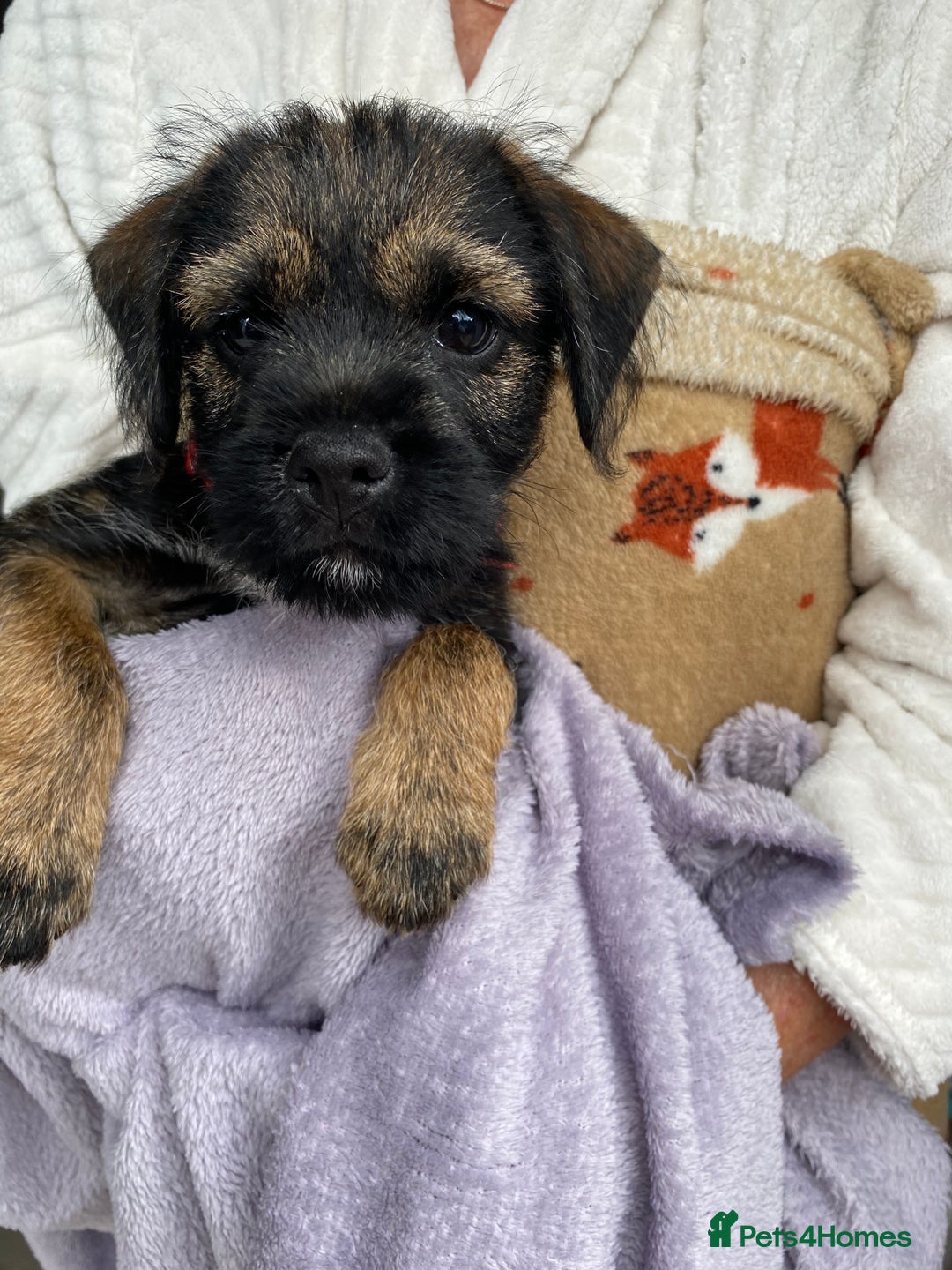 Border Terrier dogs for sale: Border Terrier Puppies for Sale - Image 6