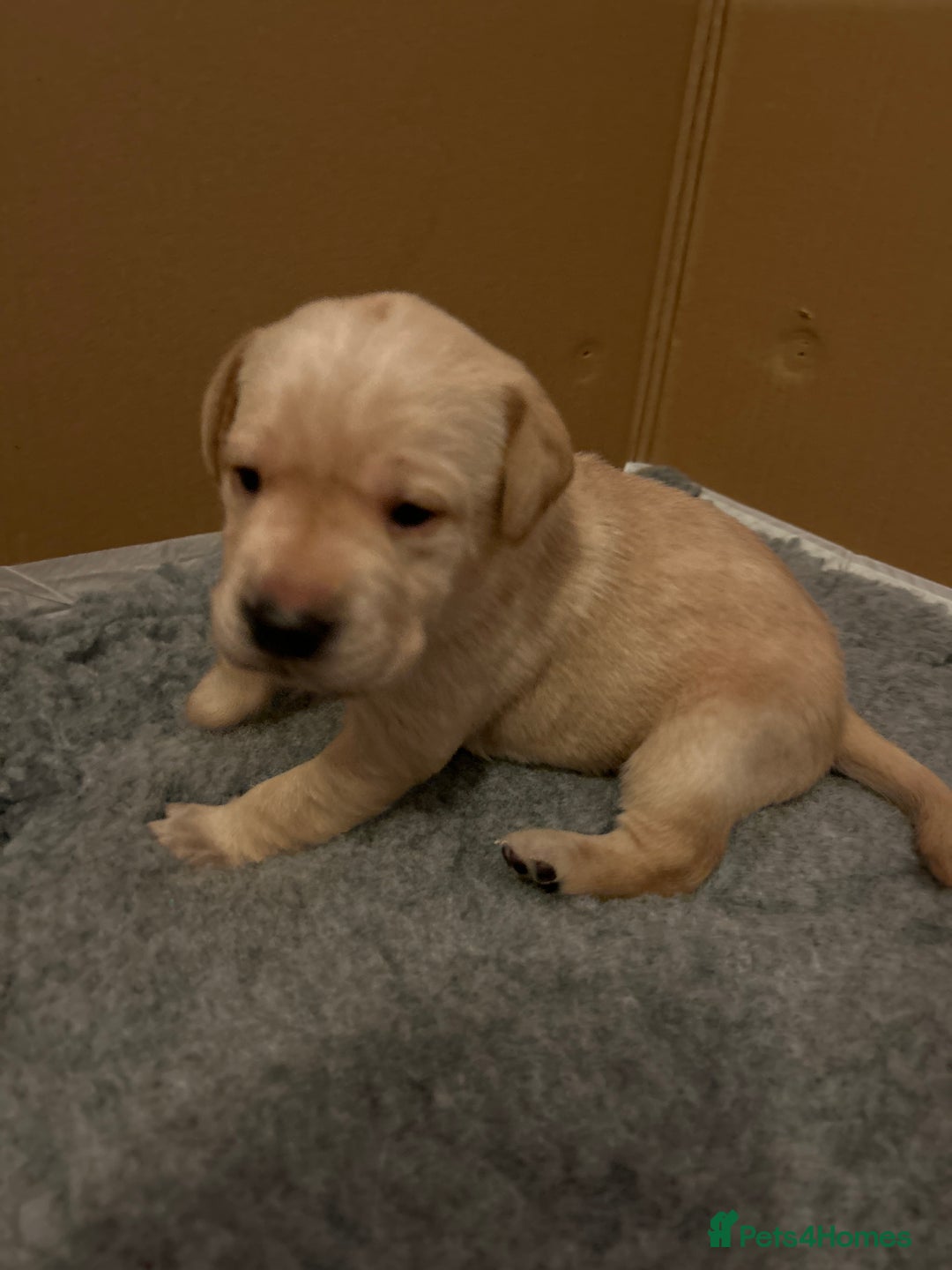Labrador Retriever dogs for sale: KC registered Labrador Retriever puppies  - Advert 9