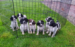 English Springer Spaniel dogs for sale: 3 male Springer Spaniel pups KC Reg and Pedigree - Image 3