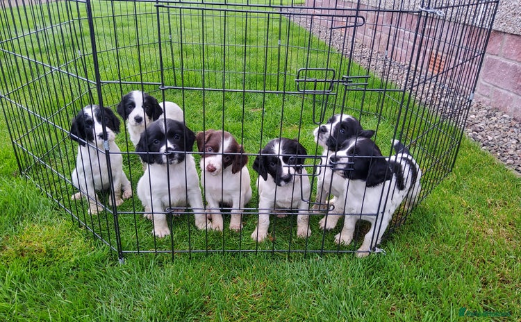 English Springer Spaniel dogs - Advert 1