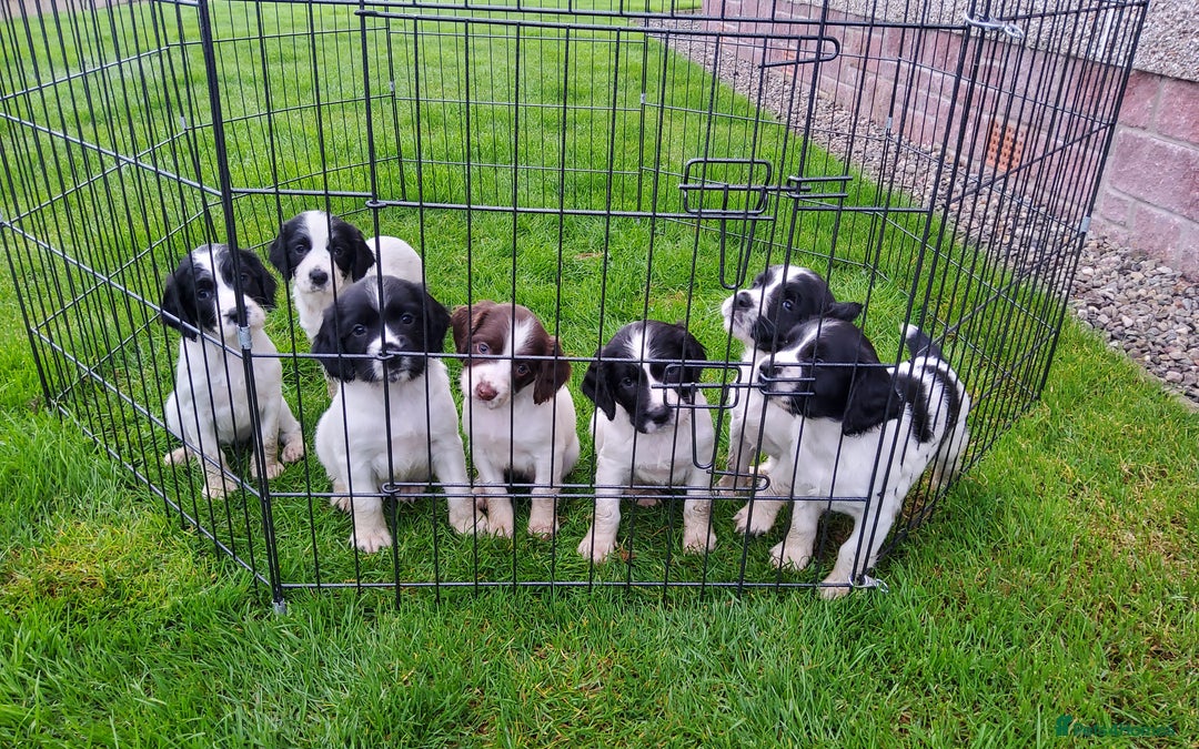 English Springer Spaniel dogs for sale: 3 male Springer Spaniel pups KC Reg and Pedigree - Image 3