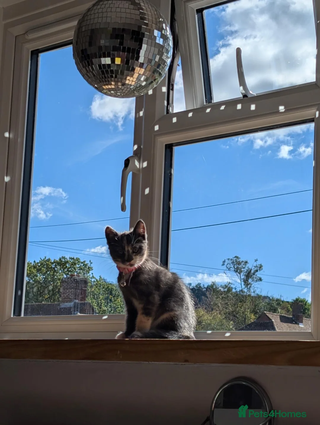 Mixed Breed cats for sale: Archie and Alice  in Midhurst - Advert 2