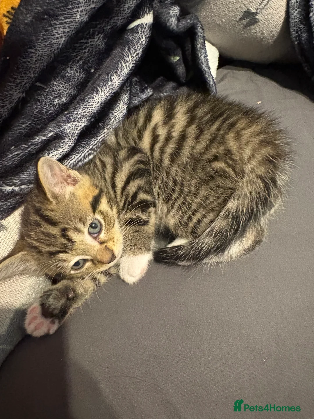 Mixed Breed cats for sale: Kittens for Sale  - Advert 2