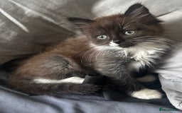 Mixed Breed cats for sale: Beautiful mixed breed kittens - Image 6