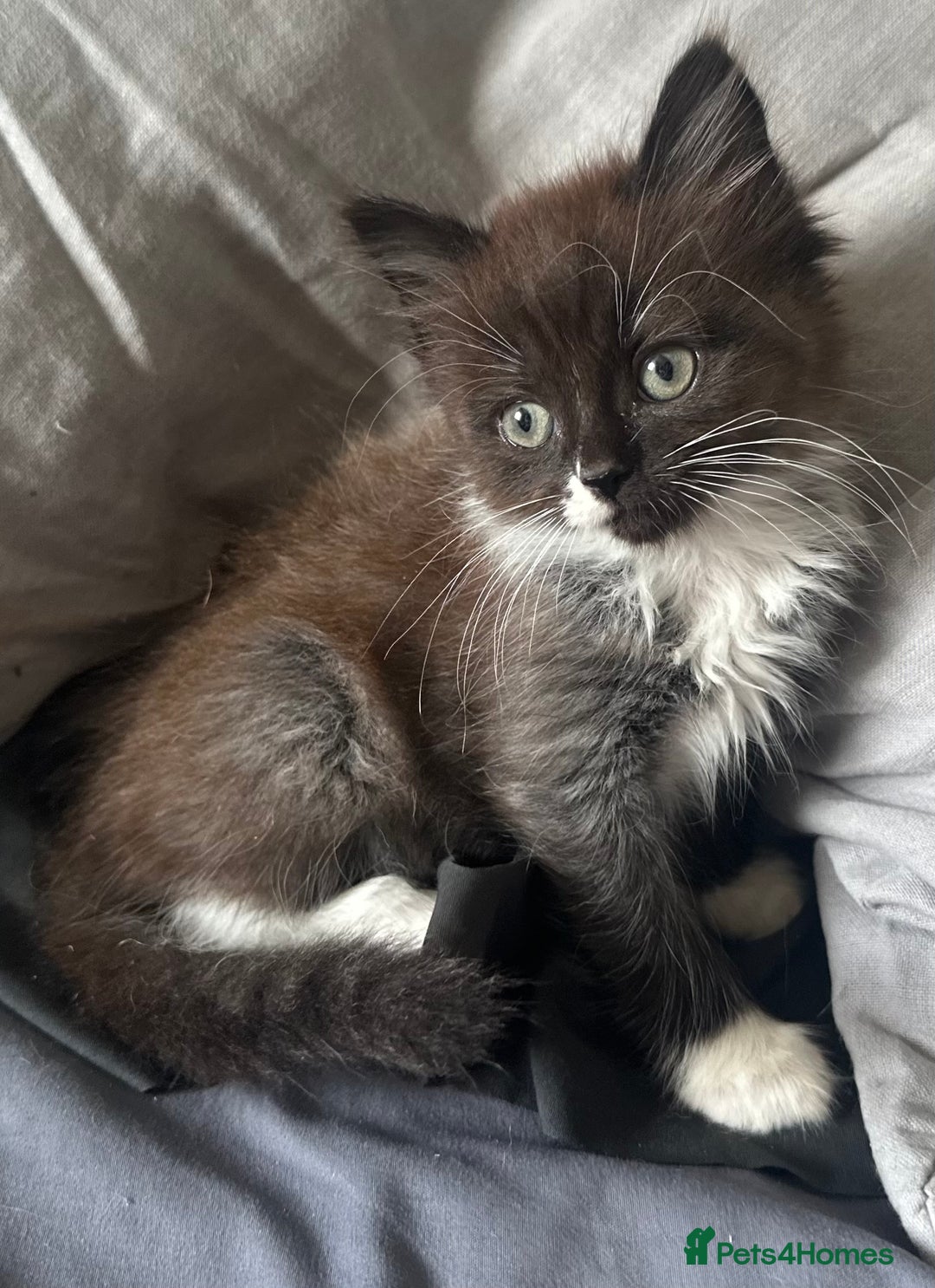 Mixed Breed cats for sale: Beautiful mixed breed kittens - Image 6