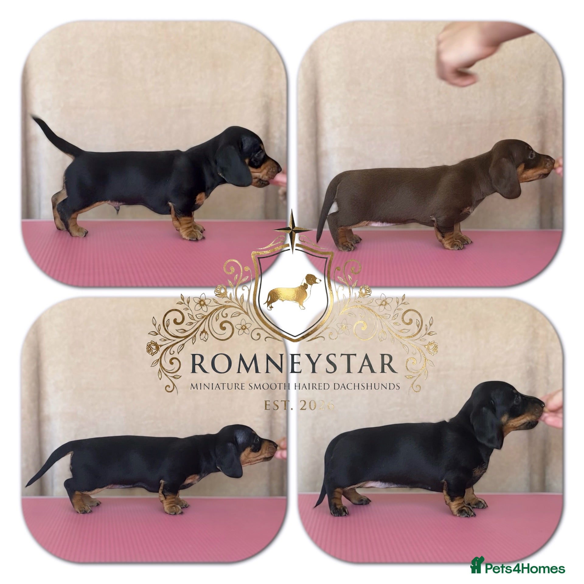 Miniature Dachshund dogs RKC Registered Miniature Smooth Haired Dachshunds - Advert 15