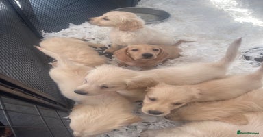 Golden Retriever dogs - Advert 8