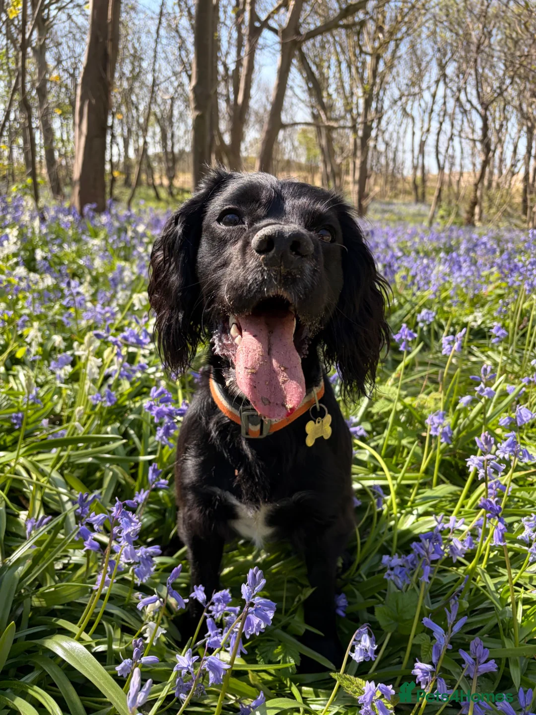 Cocker Spaniel dogs for sale: Cocker Spaniels Puppies due 29/7/2026 in Liverpool - Advert 2