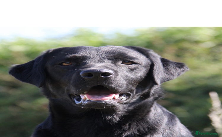 Labrador Retriever dogs - Advert 13