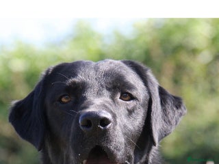 Labrador Retriever dogs - Advert 13