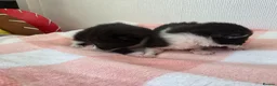 Mixed Breed cats for sale: Two beautiful black and white boy kittens - Advert 12