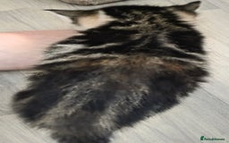 Mixed Breed cats for sale: Kittens - Mixed Breed  - Image 7