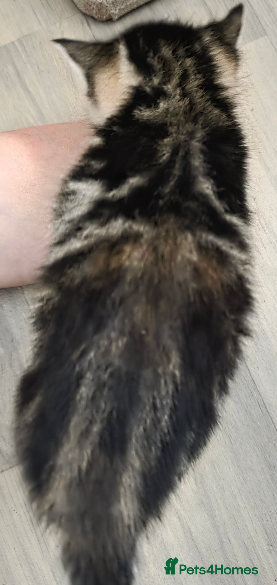 Mixed Breed cats for sale: Kittens - Mixed Breed  - Image 7