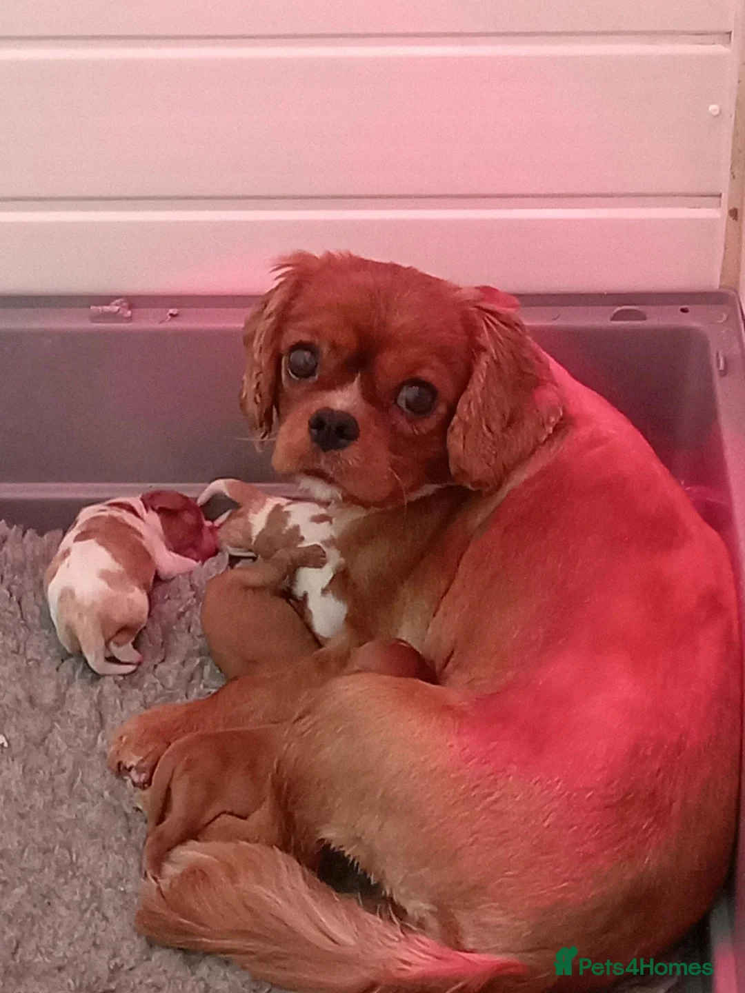 Cavalier King Charles Spaniel dogs for sale: KC Health tested Cavalier King Charles Puppies - Advert 8