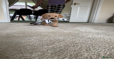Labrador Retriever dogs - Advert 7