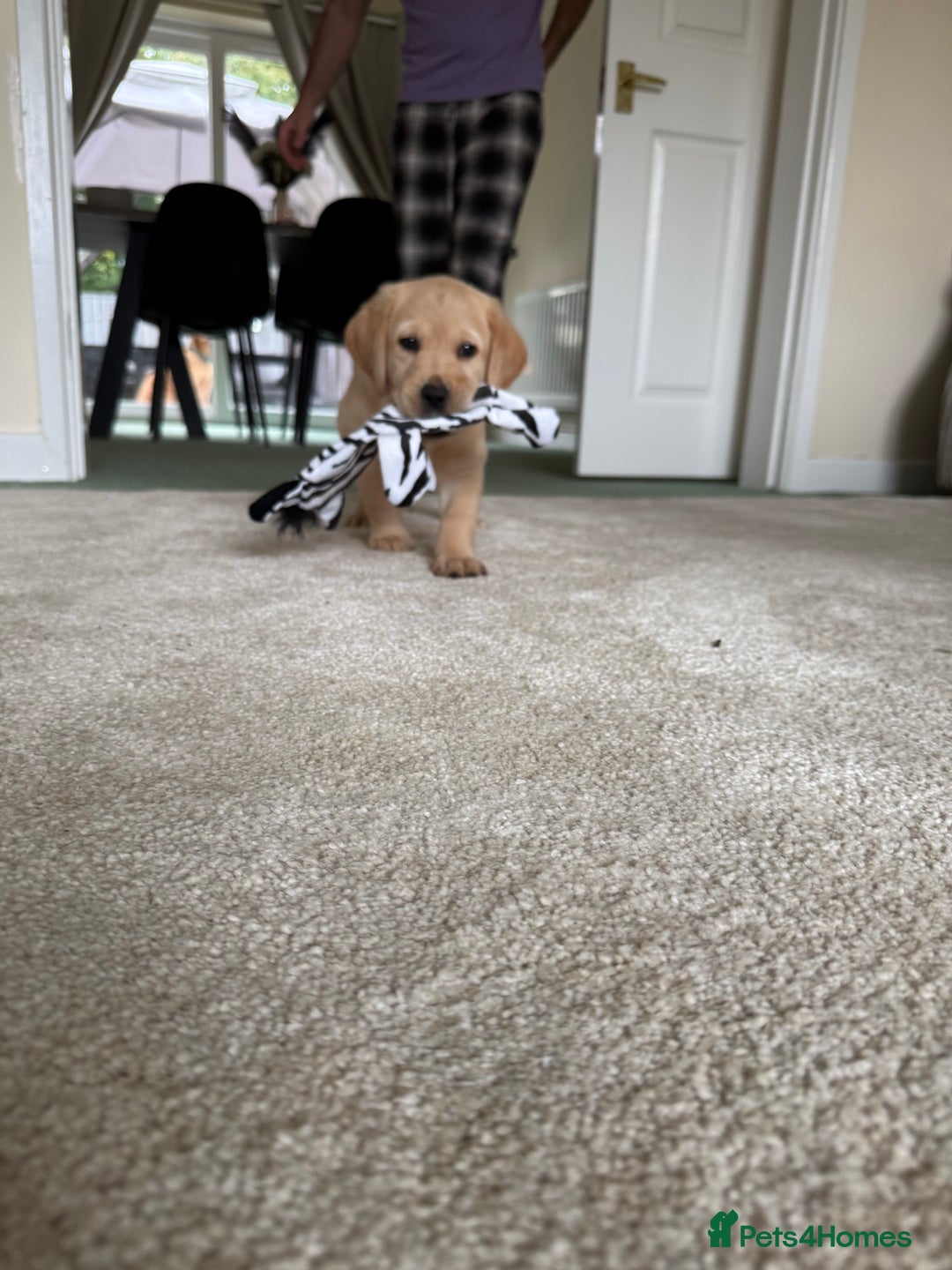 Labrador Retriever dogs for sale: 2 Labrador male pups READY NOW - Image 4