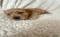Cocker Spaniel dogs for sale: Show cocker spaniel pups ready 4th November  - Image 40