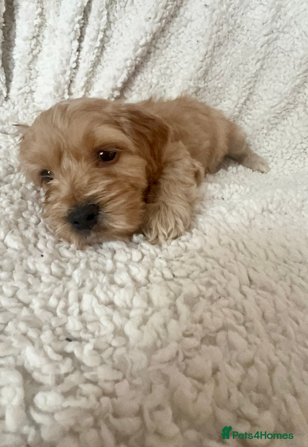 Cocker Spaniel dogs for sale: Show cocker spaniel pups ready 4th November  - Image 40
