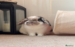 English Lop rabbits for sale: Barney  - Image 3