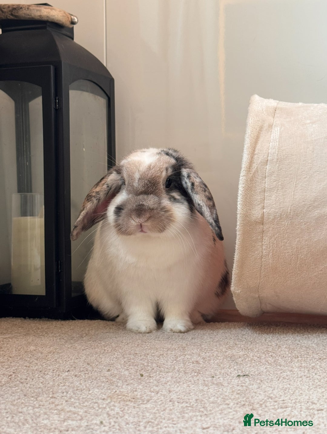 English Lop rabbits for sale: Barney  - Image 3