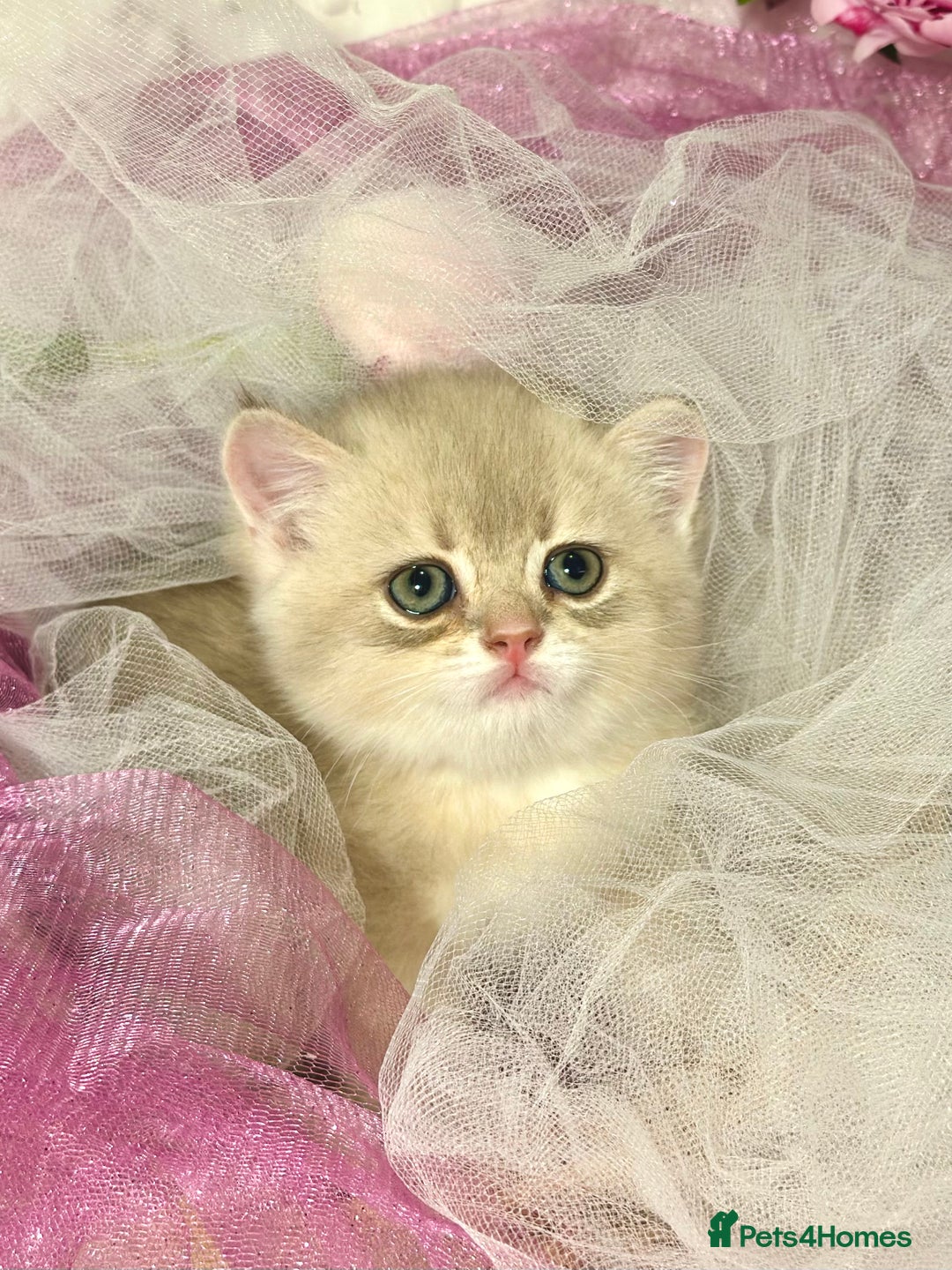 British Shorthair cats for sale: Two Blue Gold Boys  - Advert 18