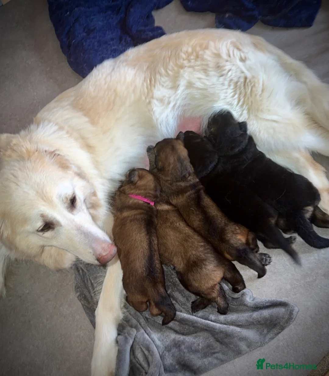 German Shepherd dogs for sale: German Shepherd puppies  - Advert 2