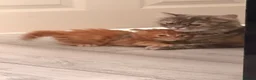 Mixed Breed cats for sale: Ginger kittens - Advert 8