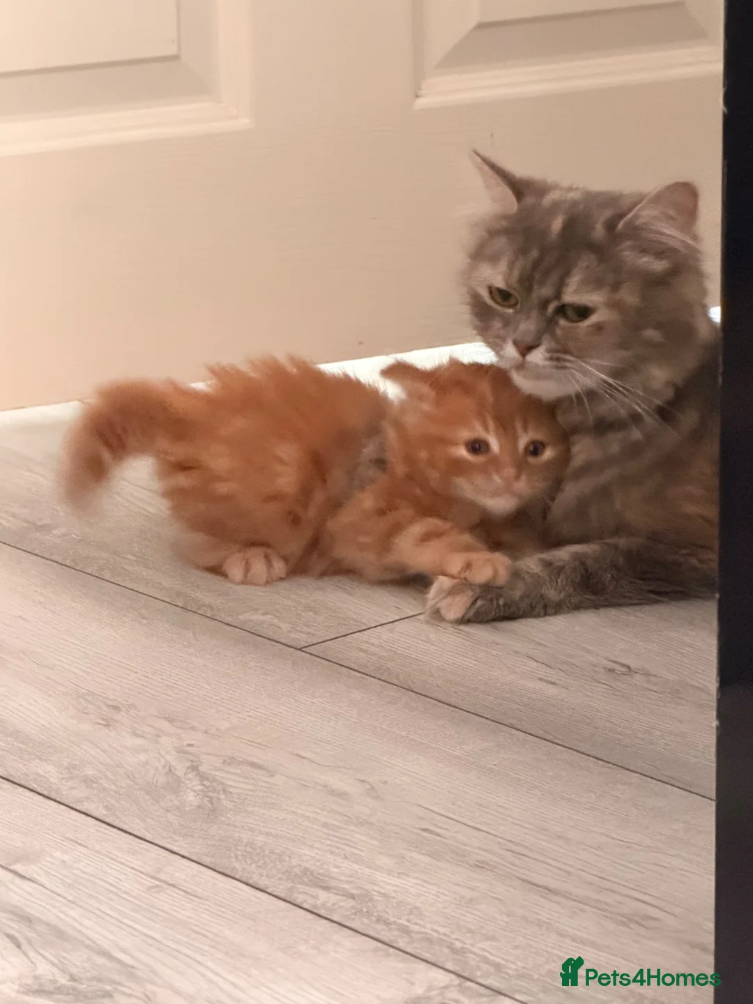 Mixed Breed cats for sale: Ginger kittens - Advert 8