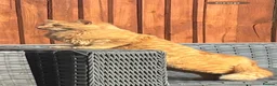 Mixed Breed cats for sale: Ginger and White kittens - Advert 15
