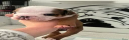 English Bulldog dogs for sale: Bulldog Puppies 1Girl 1boy English bulldog - Advert 14