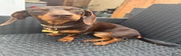 Dachshund dogs for sale: 7 month old puppy for sale - Advert 3