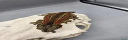 Gecko reptiles for sale: Proven breeder Red striped gargoyle gecko - Advert 3