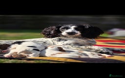 Sprocker dogs for sale: Sprockers - Image 1