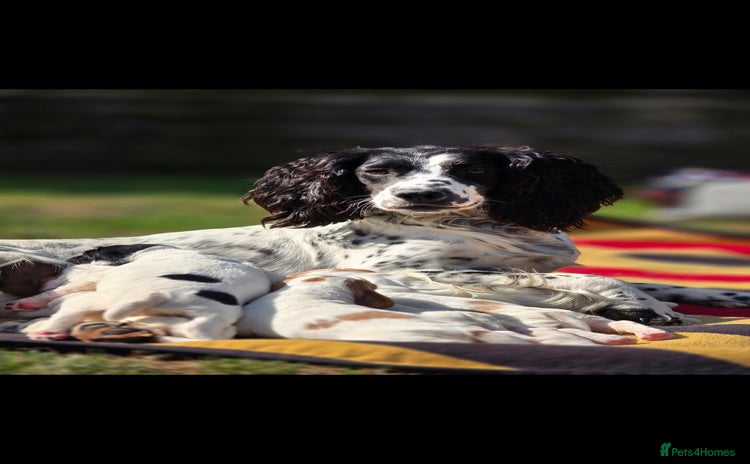Sprocker dogs - Advert 1