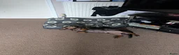 Miniature Dachshund dogs for sale: Needing a new home - Advert 3