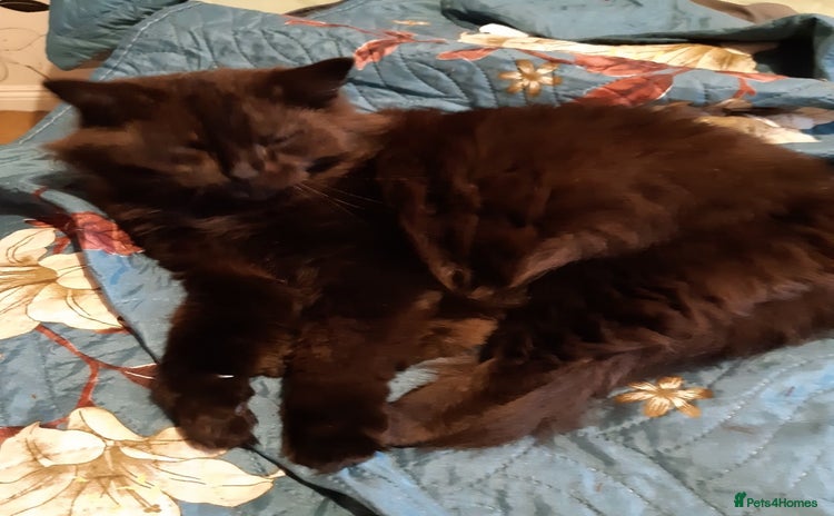 British Longhair cats - Advert 1