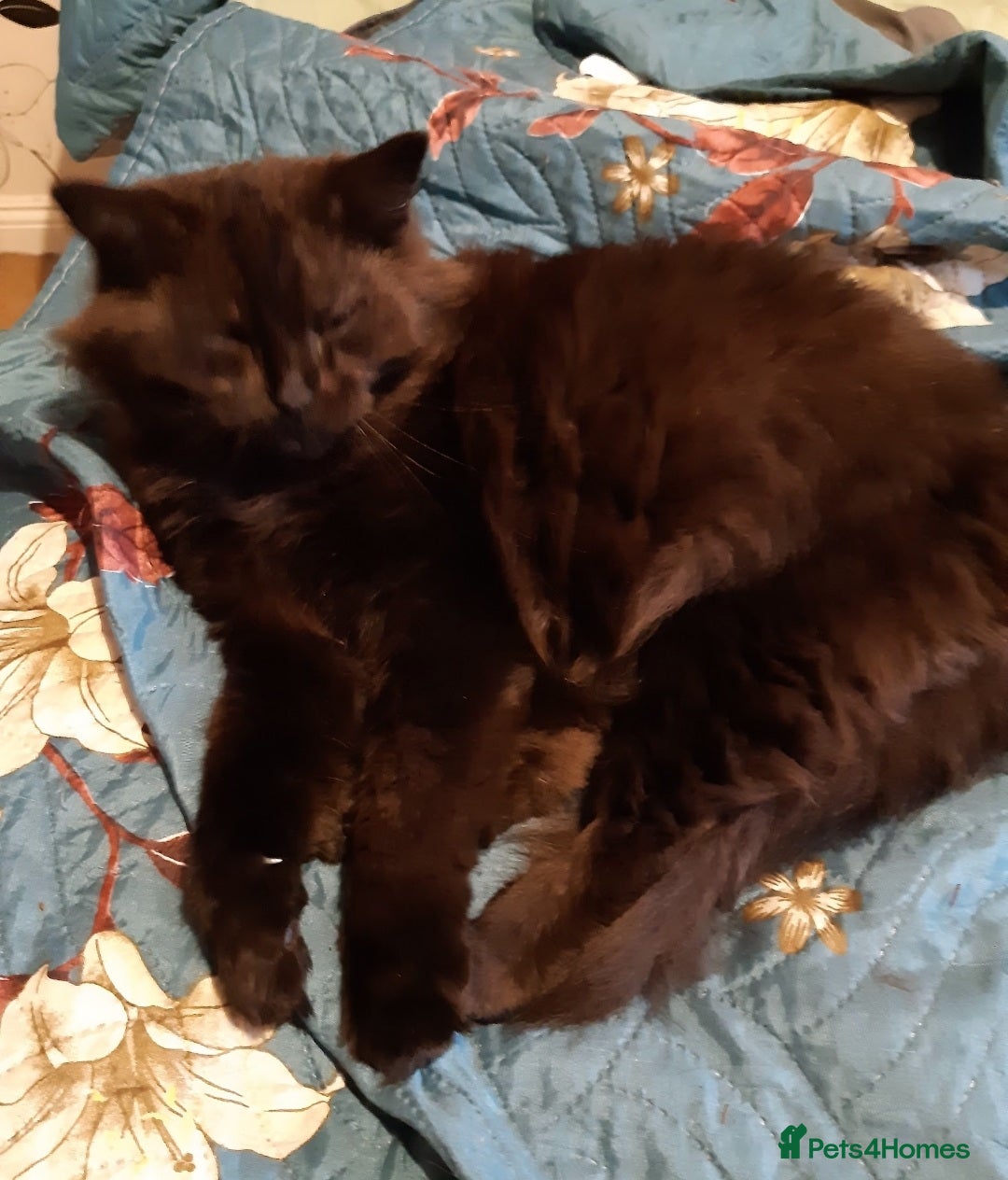 British Longhair cats for sale: Domestic longhair  - Image 2