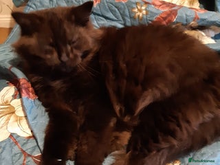 British Longhair cats for sale - Advert 1