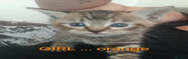 Orange collar