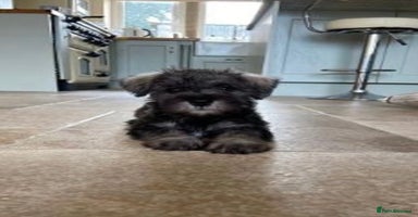 Miniature Schnauzer dogs - Advert 12